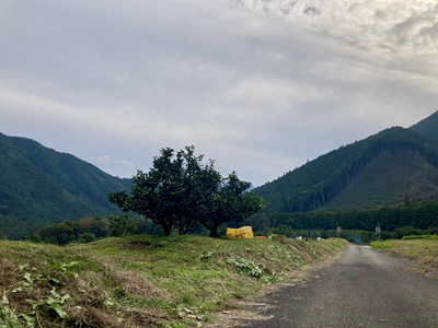 じゃばらの北山村　福田農園　01